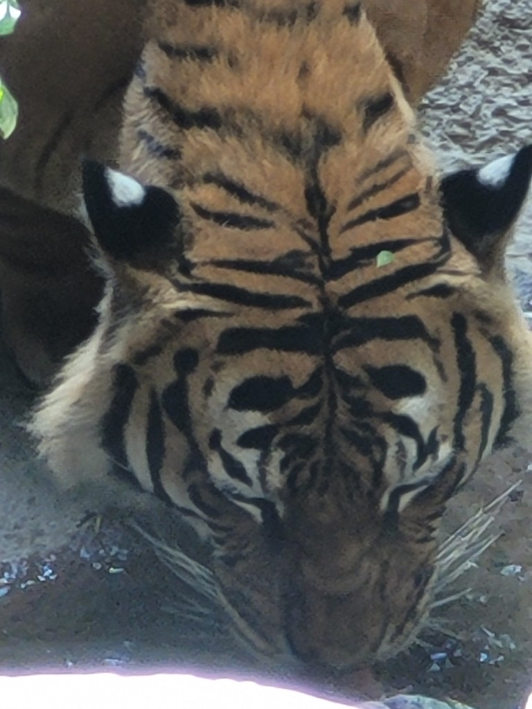 tiger drinking water, San Diego, Zoo